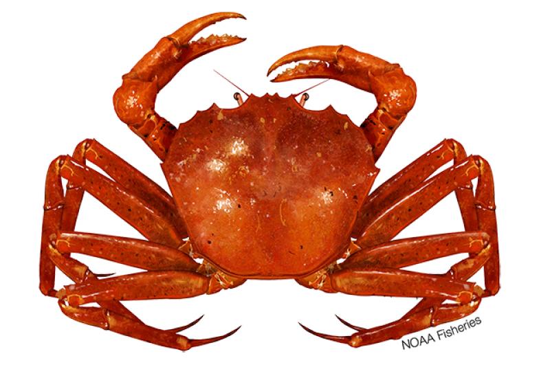 Illustration of an Atlantic deep-sea red crab. Credit: Jack Hornady