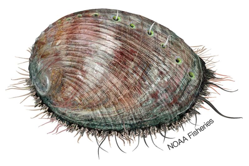 Green abalone illustration. Credit: Jack Hornady