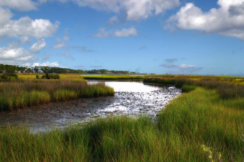 Gulf saltmarsh