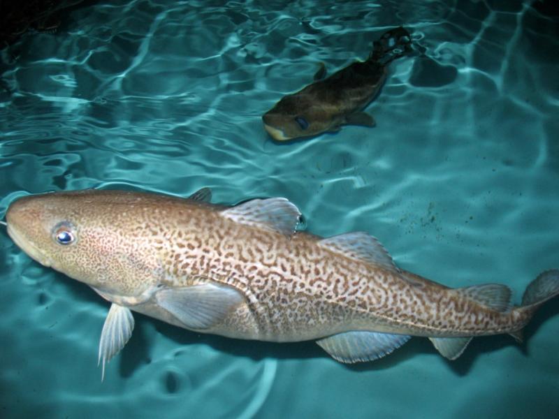 Photo of a Pacific cod in a rearing tank.