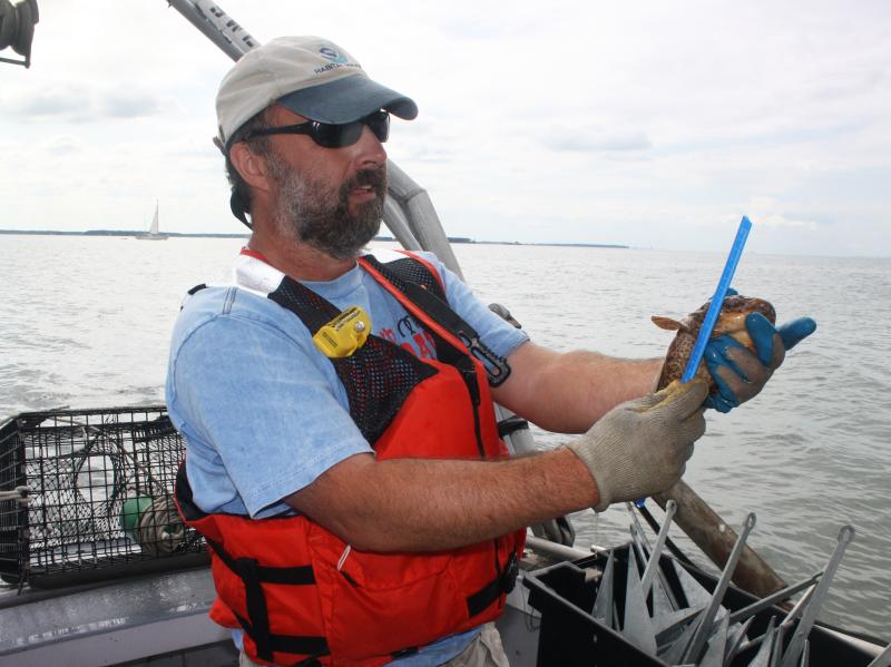 A man wearing an orange lifejacket measures an oyster toadfish