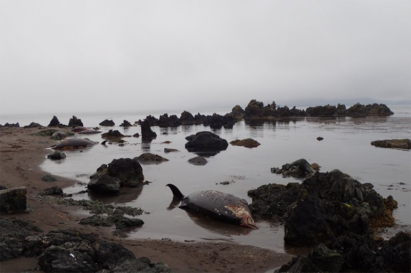 Seven Stejneger’s beaked whales that stranded at Palisades Point on Adak Island, Alaska.