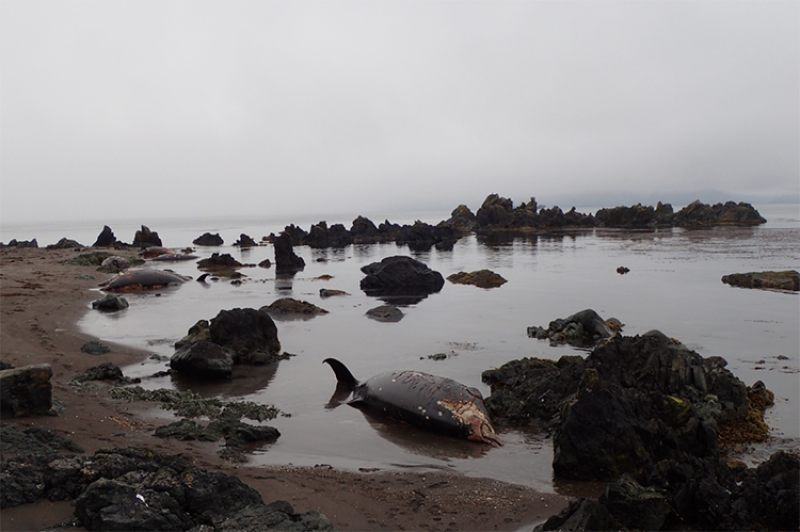 What Caused the Largest Known Mass Stranding of Stejneger's Beaked Whales?