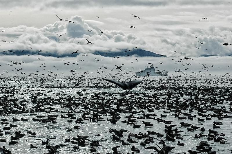 Photo of a humpback whale's tale fin, at waters surface, surrounded by seabirds and featuring a NOAA research vessel in the background.