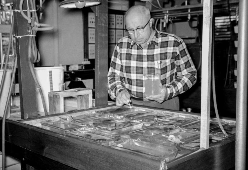 Victor Loosanoff working in the lab. Photo: NOAA Fisheries