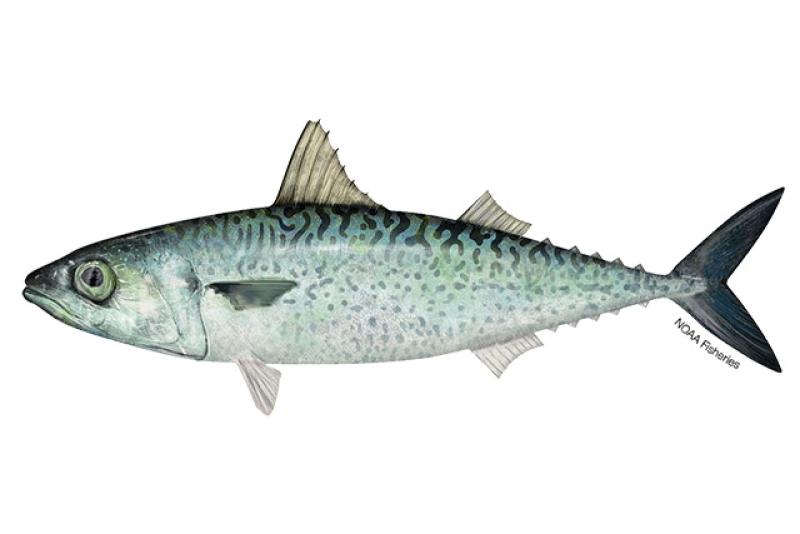 Atlantic chub mackerel illustration. Credit: Jack Hornady.