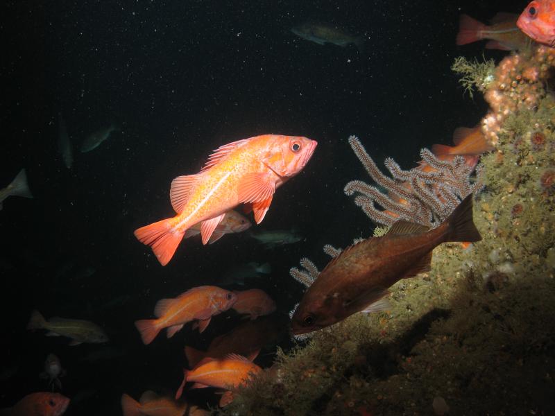 Vermillion rockfish with gorgonian coral on the northeast wall of Santa Cruz Canyon in Channel Islands National Marine Sanctuary.