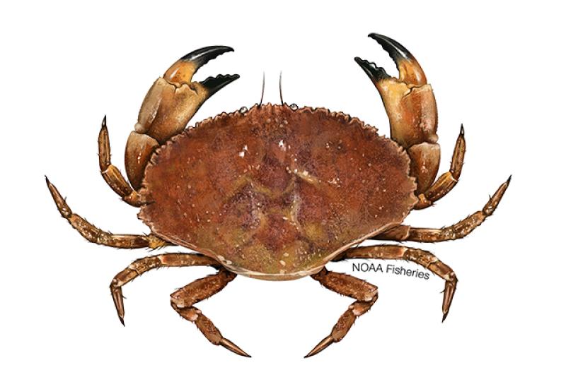 Jonah crab illustration. Credit: Jack Hornady