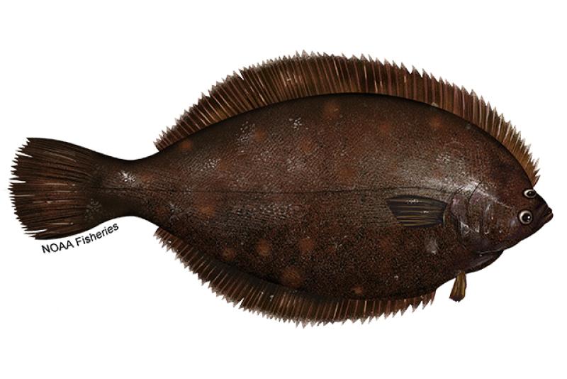 Winter Flounder | NOAA Fisheries