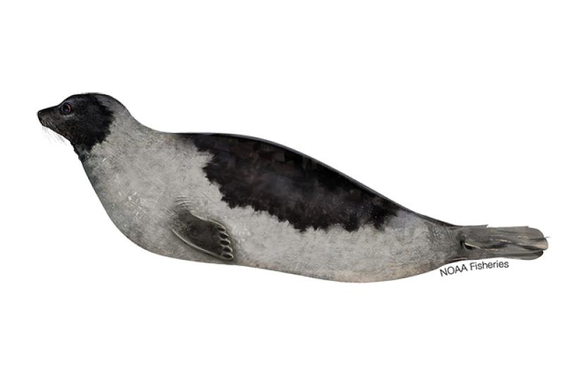 Harp seal illustration. Credit: Jack Hornady