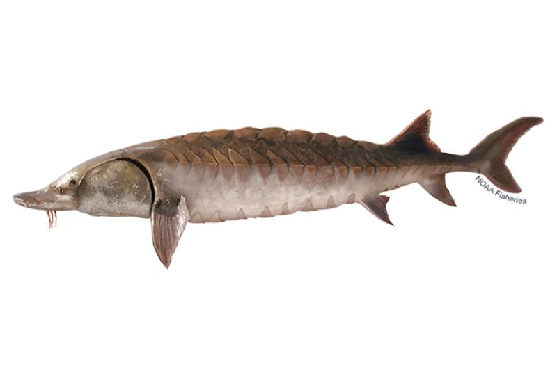 Gulf sturgeon illustration. Lighter brown compared to Atlantic sturgeon. Credit: Jack Hornady.