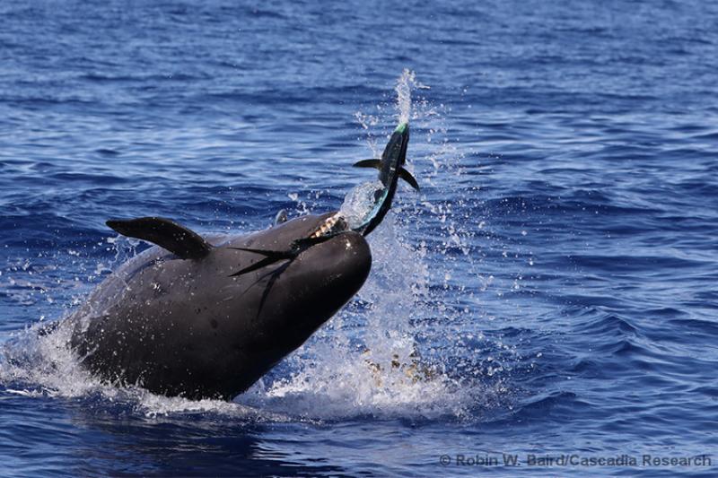 False killer whale catching fish above water.