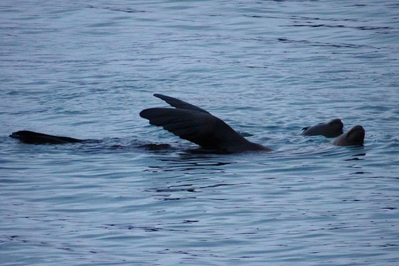 Steller sea lions thermoregulating