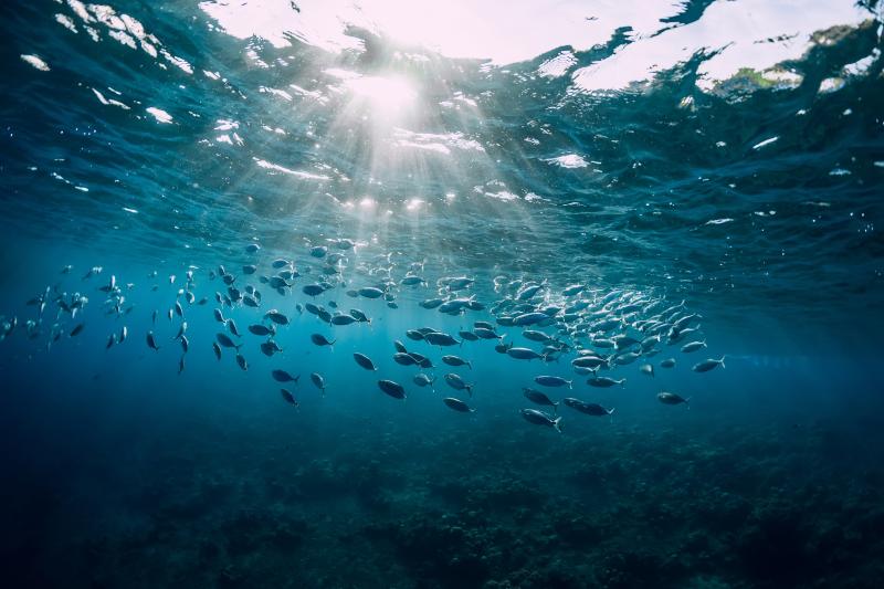 Photo of tuna swimming with sun rays coming through