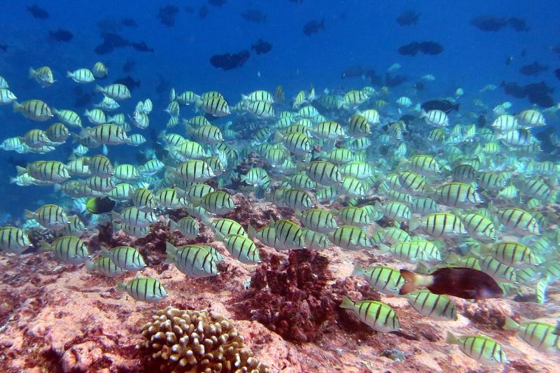 Convict tang swim above coral reef in Pacific Remote Islands