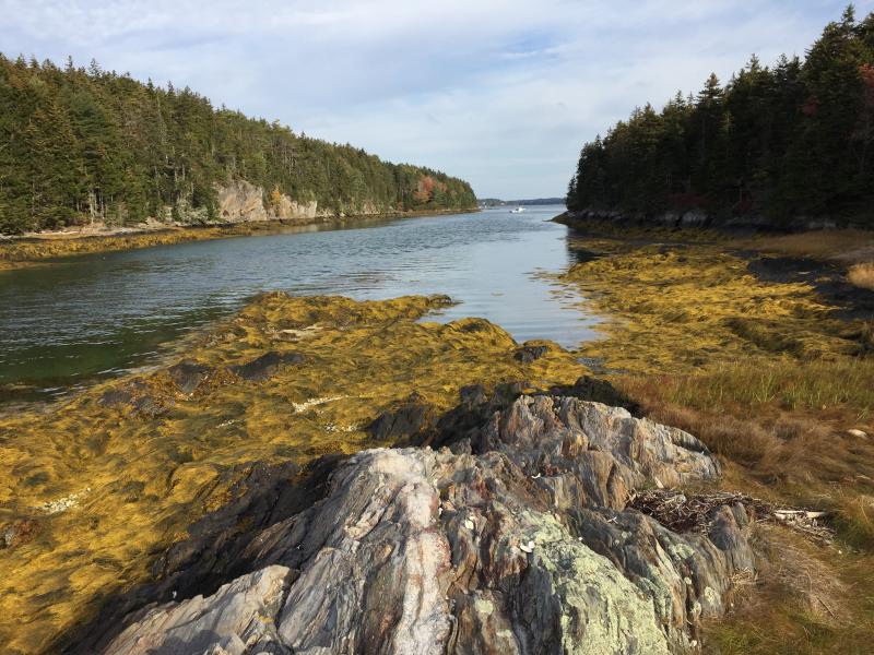 Salt Marsh and Coastal Rocky Island, Malaga Island, Maine