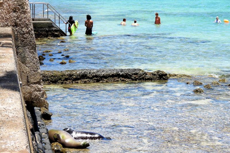 Two monk seals resting near rock walls on a on public beach.