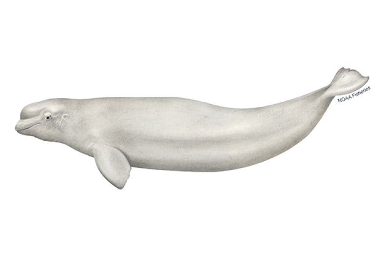 Side-profile illustration of white beluga whale with round, flexible "melon" head