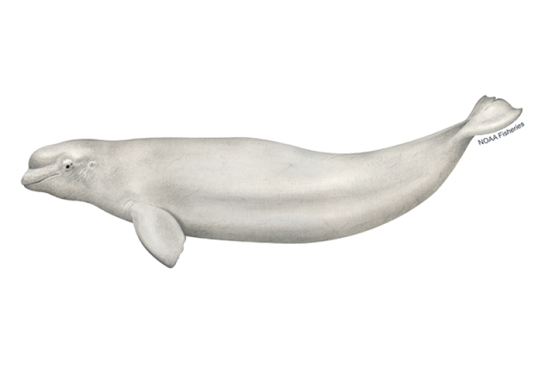 Beluga