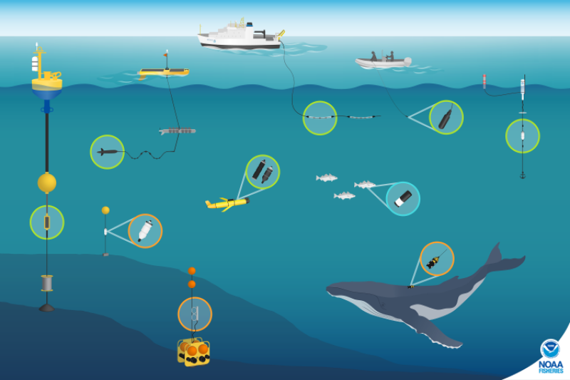 infographic showing various passive acoustic technologies in use in the ocean