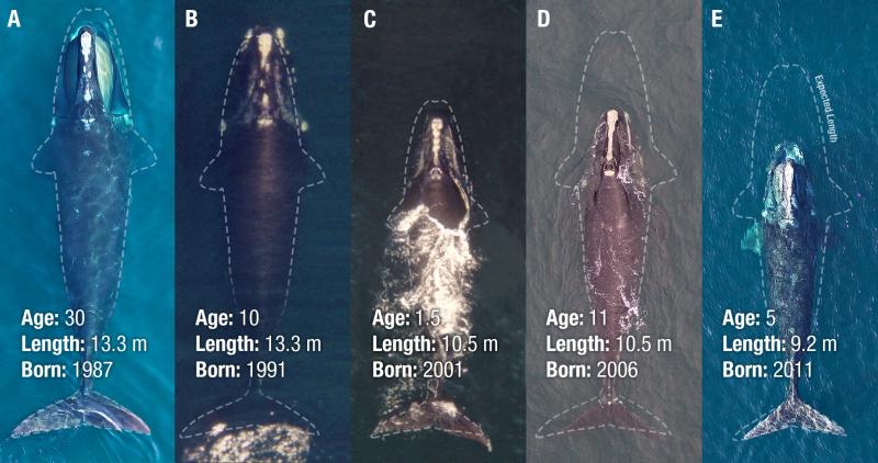An image of five North Atlantic right whales showing decreasing size of whales born from 1987 to 2011.