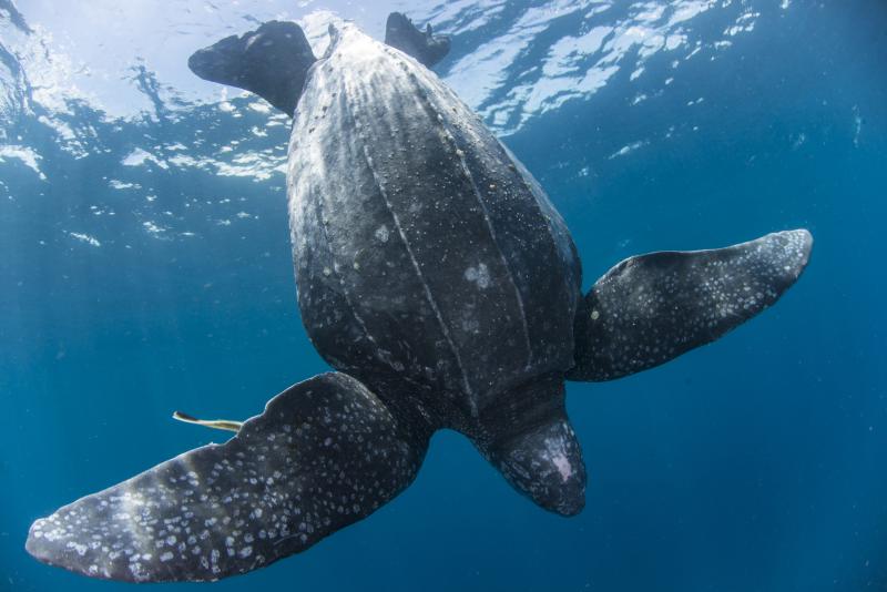Leatherback turtle in the Kei Islands