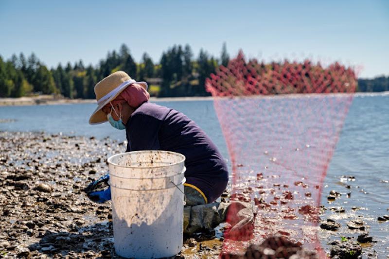 Aisha Prohim kneels to collect oysters from the mud at Taylor Shellfish.