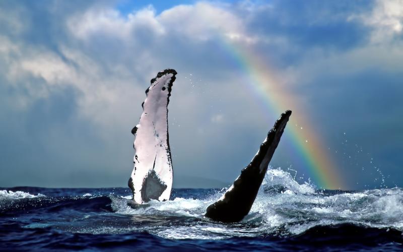 Humpback whale under rainbow