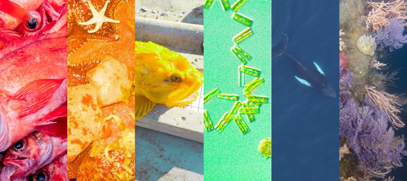 Graphic of red, orange, yellow, green, blue, purple marine species as Pride Month rainbow flag