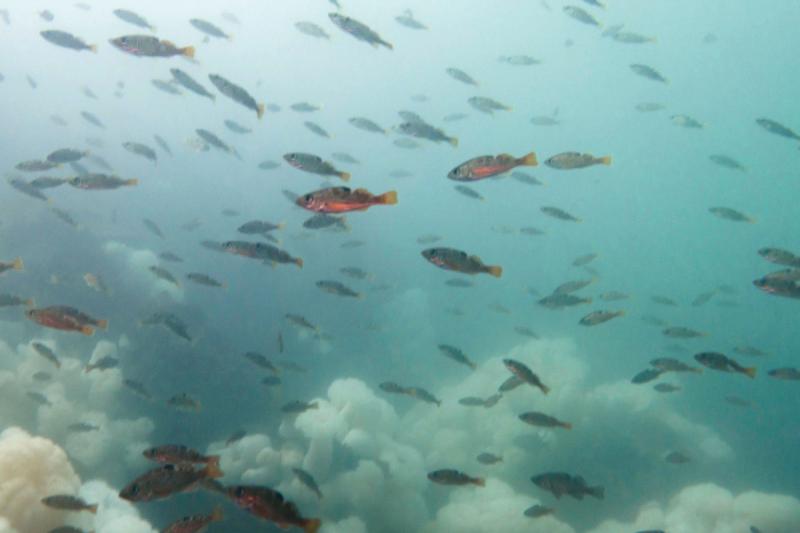 School of rockfish swimming underwater