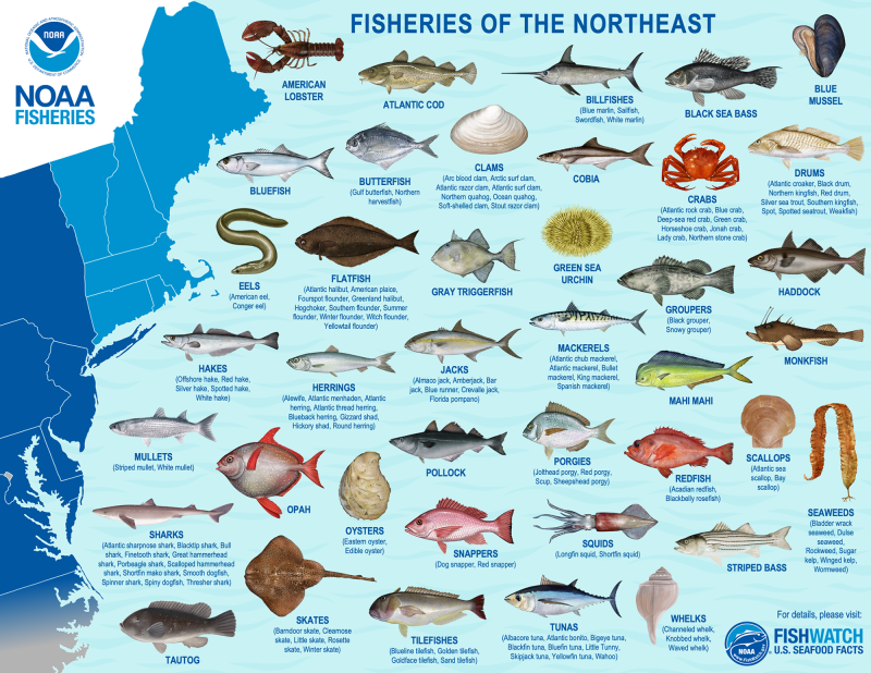 Tropical fish shop north east