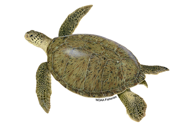 Left-facing green turtle illustration. Credit: Jack Hornady for NOAA Fisheries.