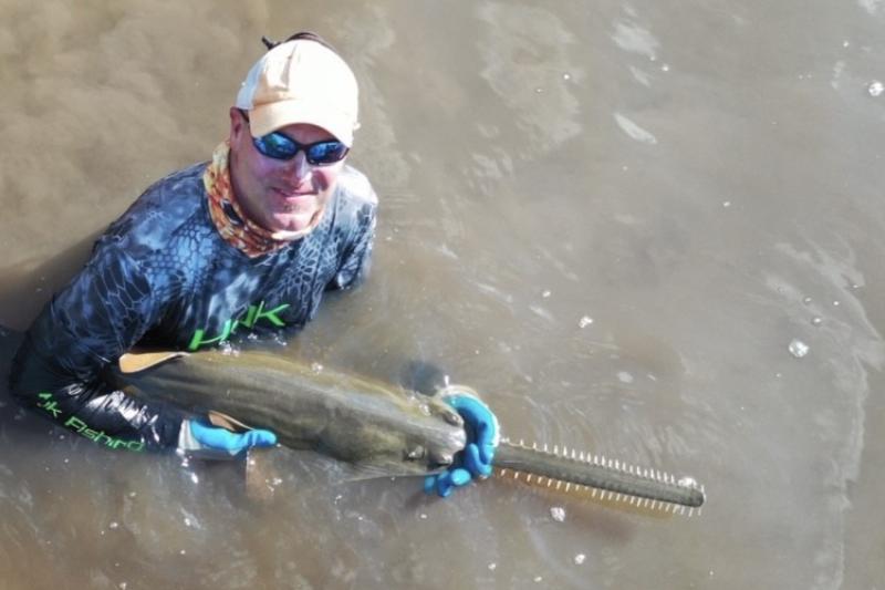 Dr. John Carlson prepares to release a smalltooth sawfish after collecting valuable biological information needed to inform recovery actions for the species. Handling endangered species, such as smalltooth sawfish, is a permit authorized activity.