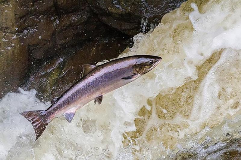 STREAM - Salmon Trout Restoration Education and Aquatic