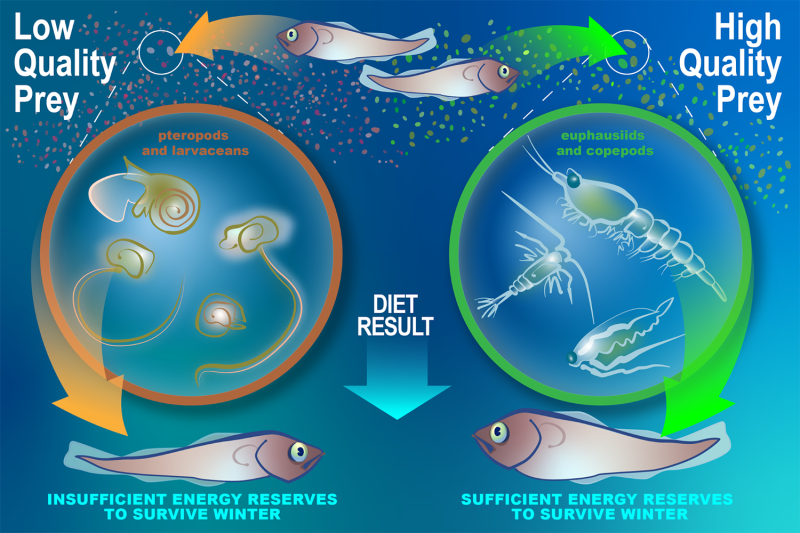 Infographic showing that pollock that eat low quality prey build insufficient energy reserves to survive winter, while pollock who consume high quality prey do build sufficient energy reserves for winter.