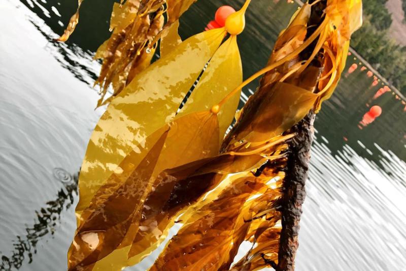 Close up of kelp from Seagrove Kelp Co