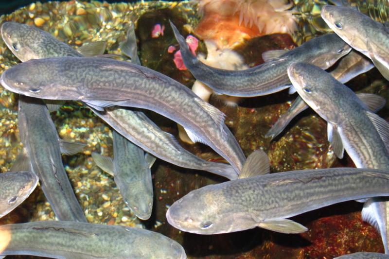 Photo of a group of young sablefish swimming above a gravel sea floor.