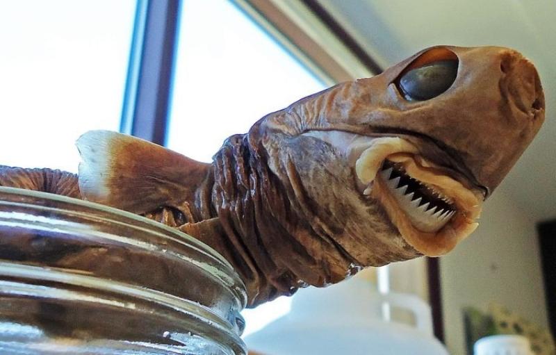 Cookie cutter shark specimen