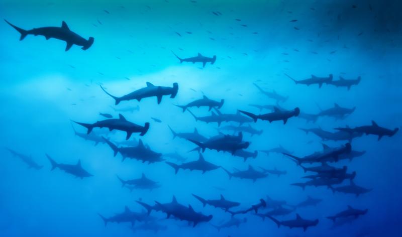 Schooling hammerhead sharks