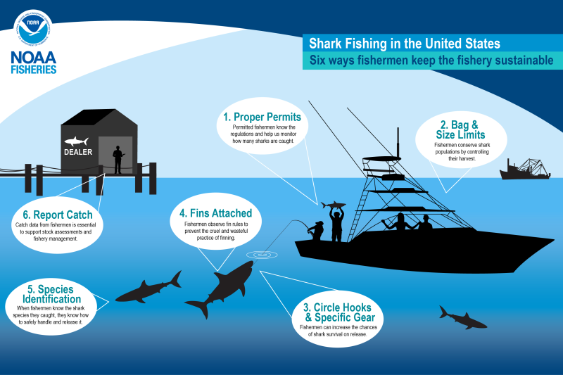 Six Ways Fishermen Keep Shark Fishing Sustainable | NOAA Fisheries