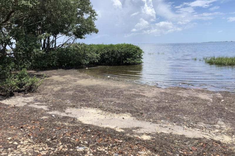 Fish killed by red tide along Florida Gulf coast.