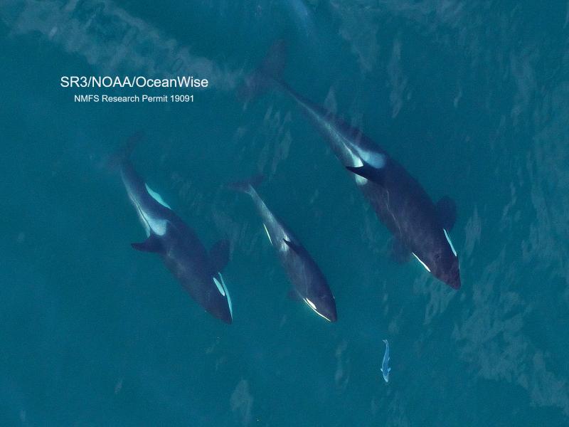 overhead photograph of 3 Southern Resident killer whales chasing a salmon