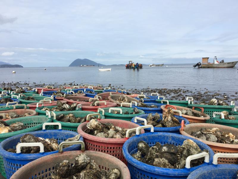 Large baskets of freshly harvested oysters sit at the water's edge, as aquaculture workers unload additional oysters from nearby boats.