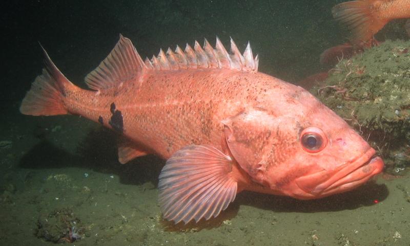 A large orange fish on ocean bottom