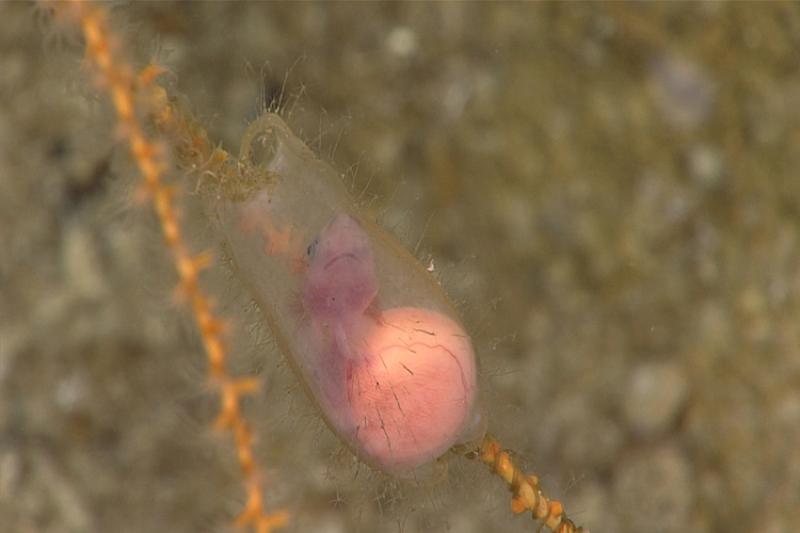 Dogfish embryo actively swimming inside egg case. 