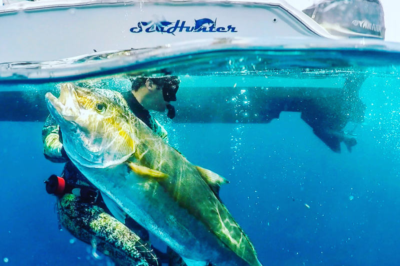 Diver in water with amberjack. 