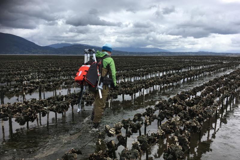 Oysters