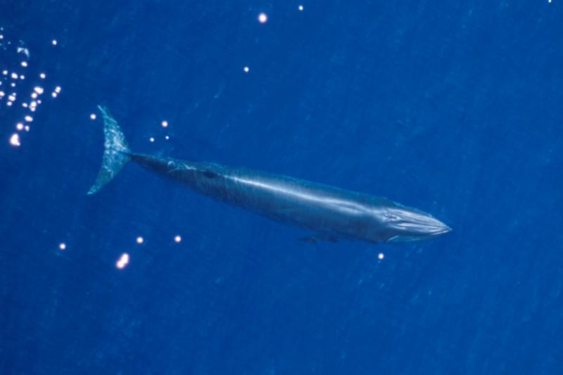 A Rice’s whale swimming near the surface.