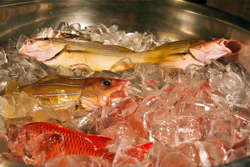 Fish sitting on ice in a metal bowl.