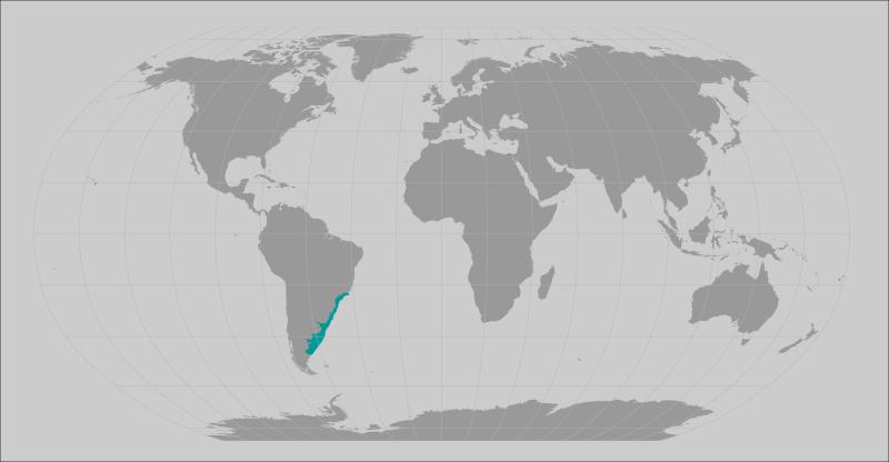Spiny angle shark range map